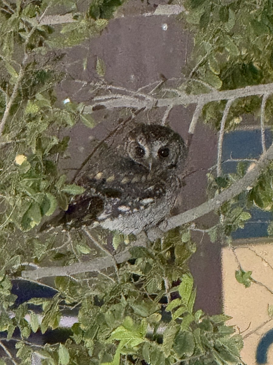 flammeugle - ML645840190