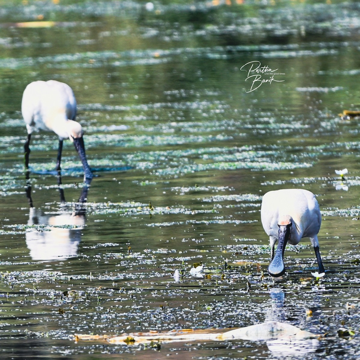 Eurasian Spoonbill - ML645840191