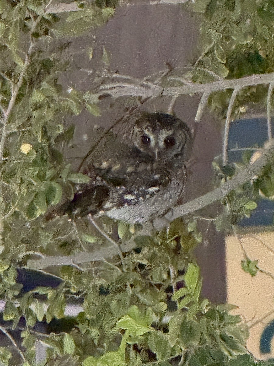 flammeugle - ML645840193