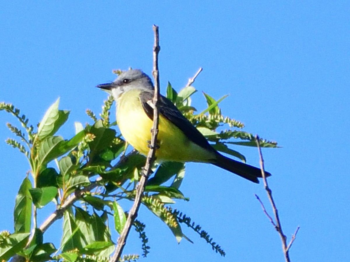 Tropical Kingbird - ML645840195