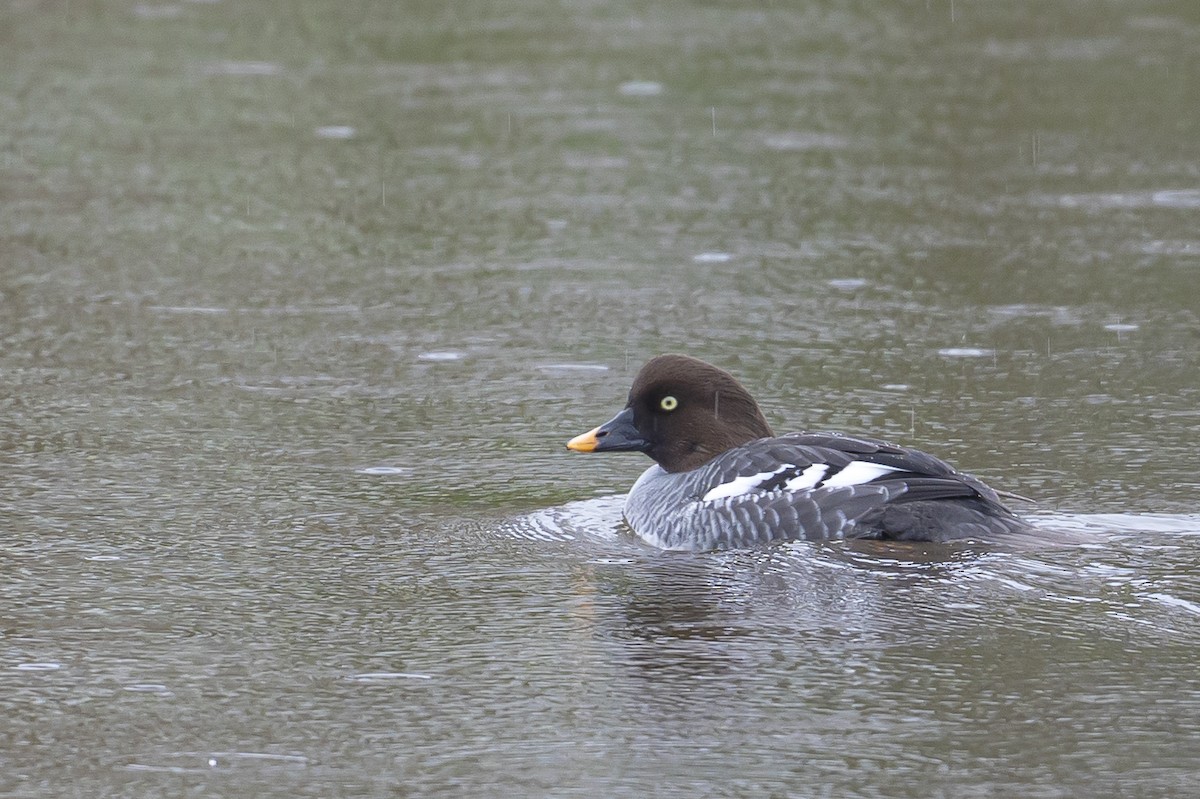 Murgilari islandiarra - ML645840196