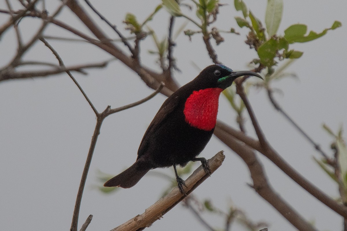 Scarlet-chested Sunbird - ML645840198