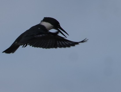 Martin handi iparramerikarra - ML645840199