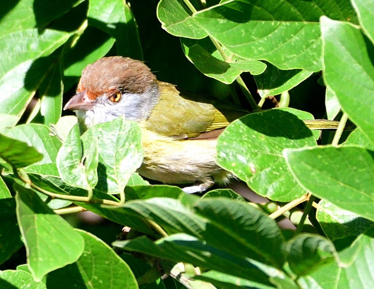 Rufous-browed Peppershrike - ML645840200