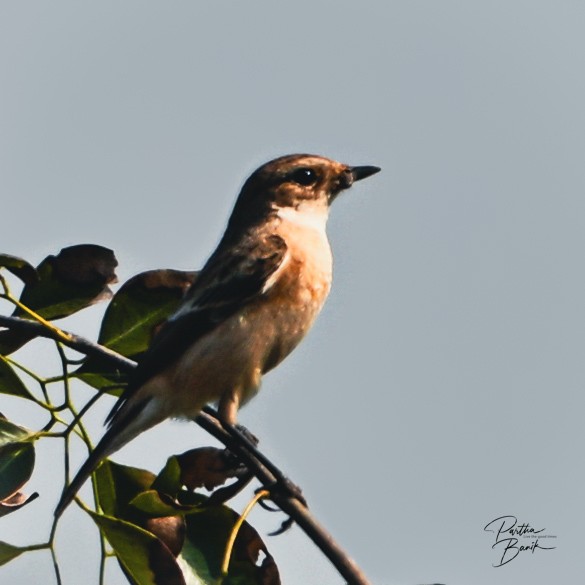 Pitxartxar siberiarra - ML645840207