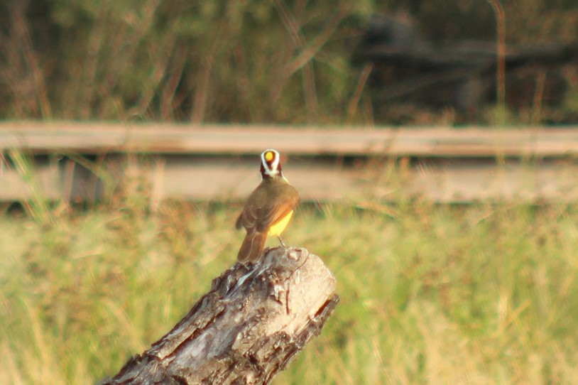 Great Kiskadee - ML645840209