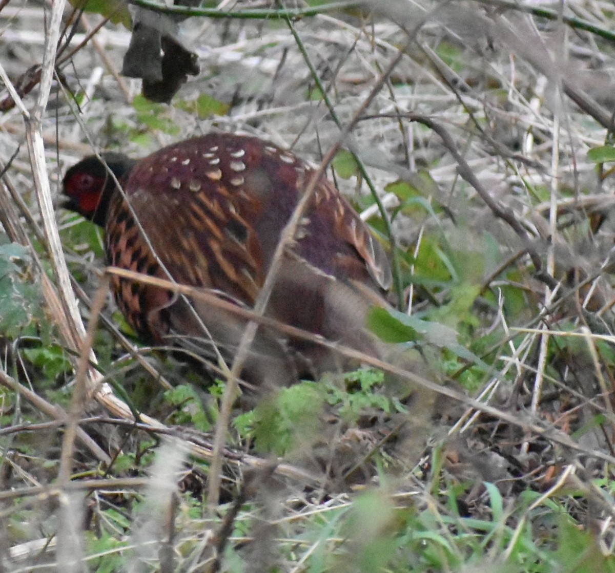 Faisai arrunta - ML645840210