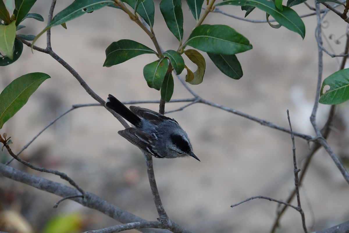 Caatinga Antwren - ML645840211