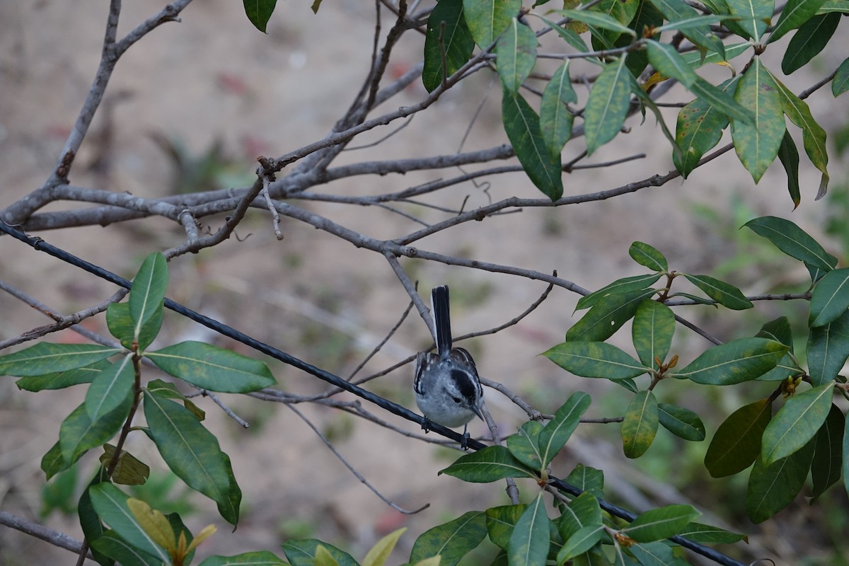 Caatinga Antwren - ML645840212