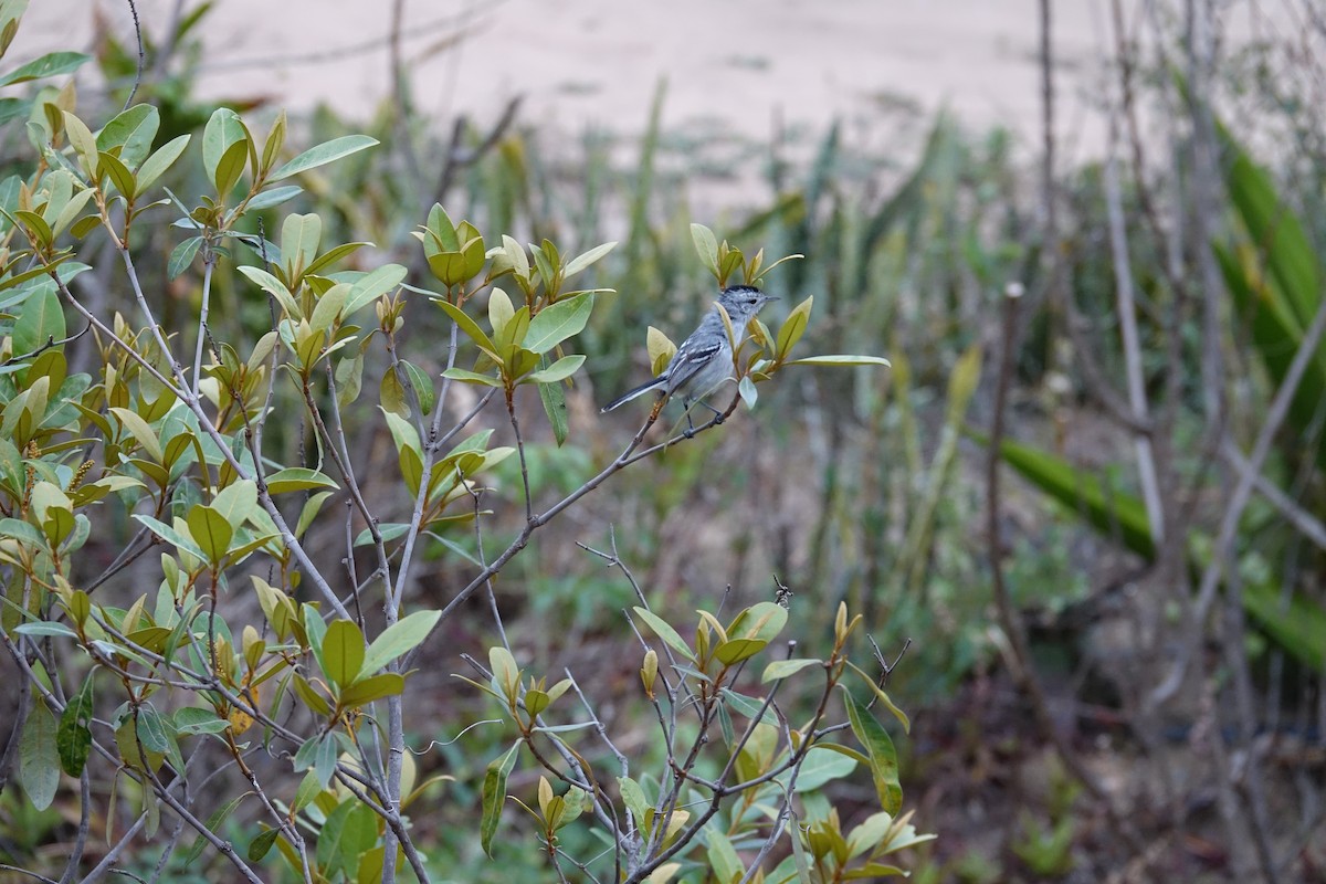 Caatinga Antwren - ML645840213