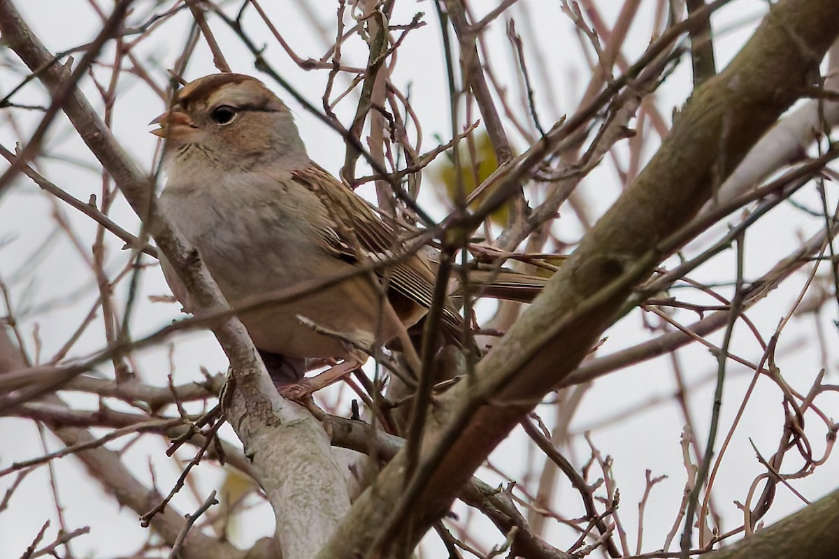White-crowned Sparrow - ML645840214