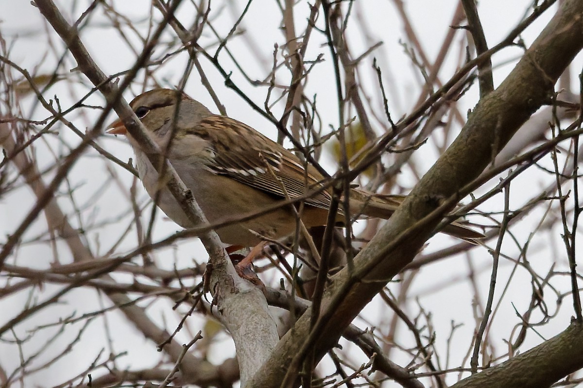 White-crowned Sparrow - ML645840215