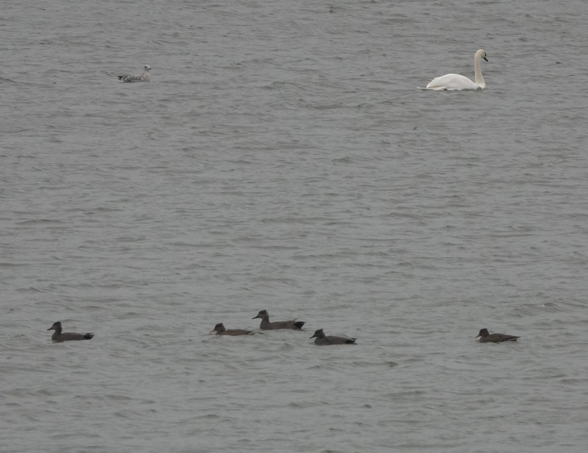 Beltxarga arrunta - ML645840217