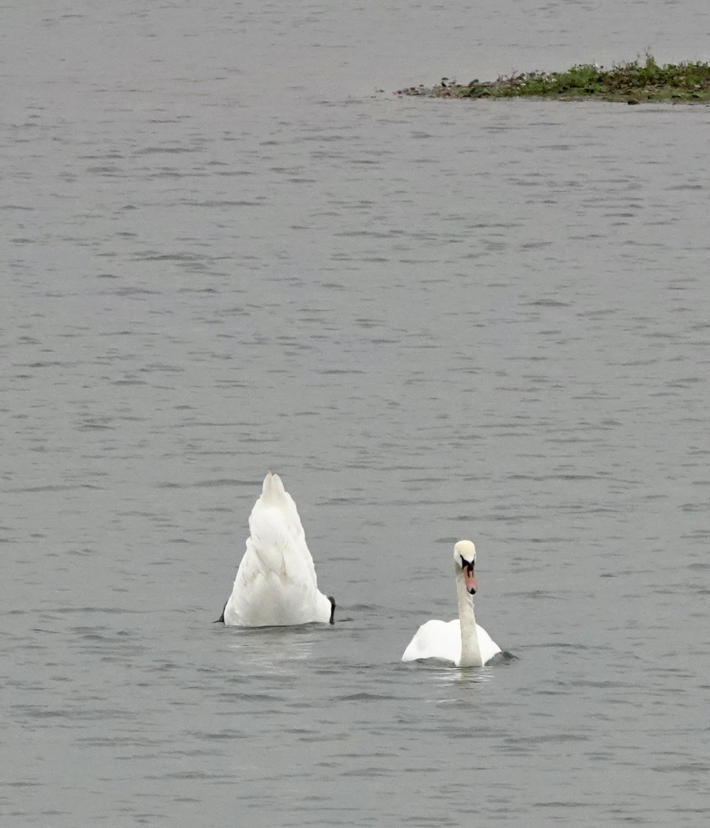 Beltxarga arrunta - ML645840218