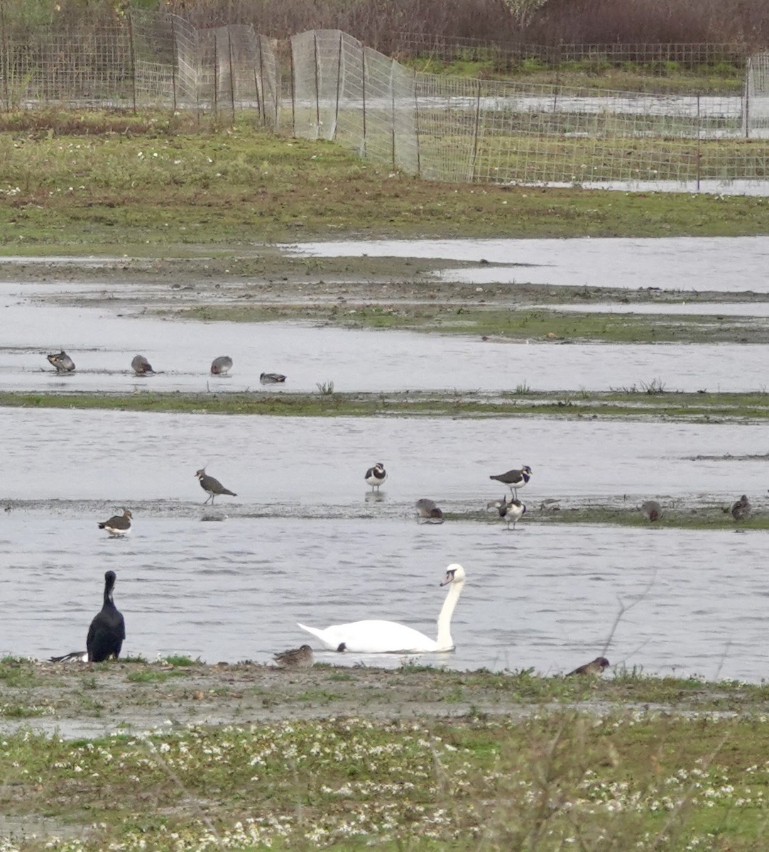 Beltxarga arrunta - ML645840219