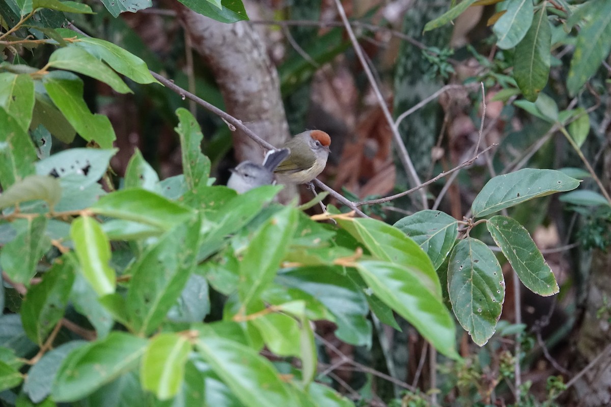 Gray-eyed Greenlet - ML645840220