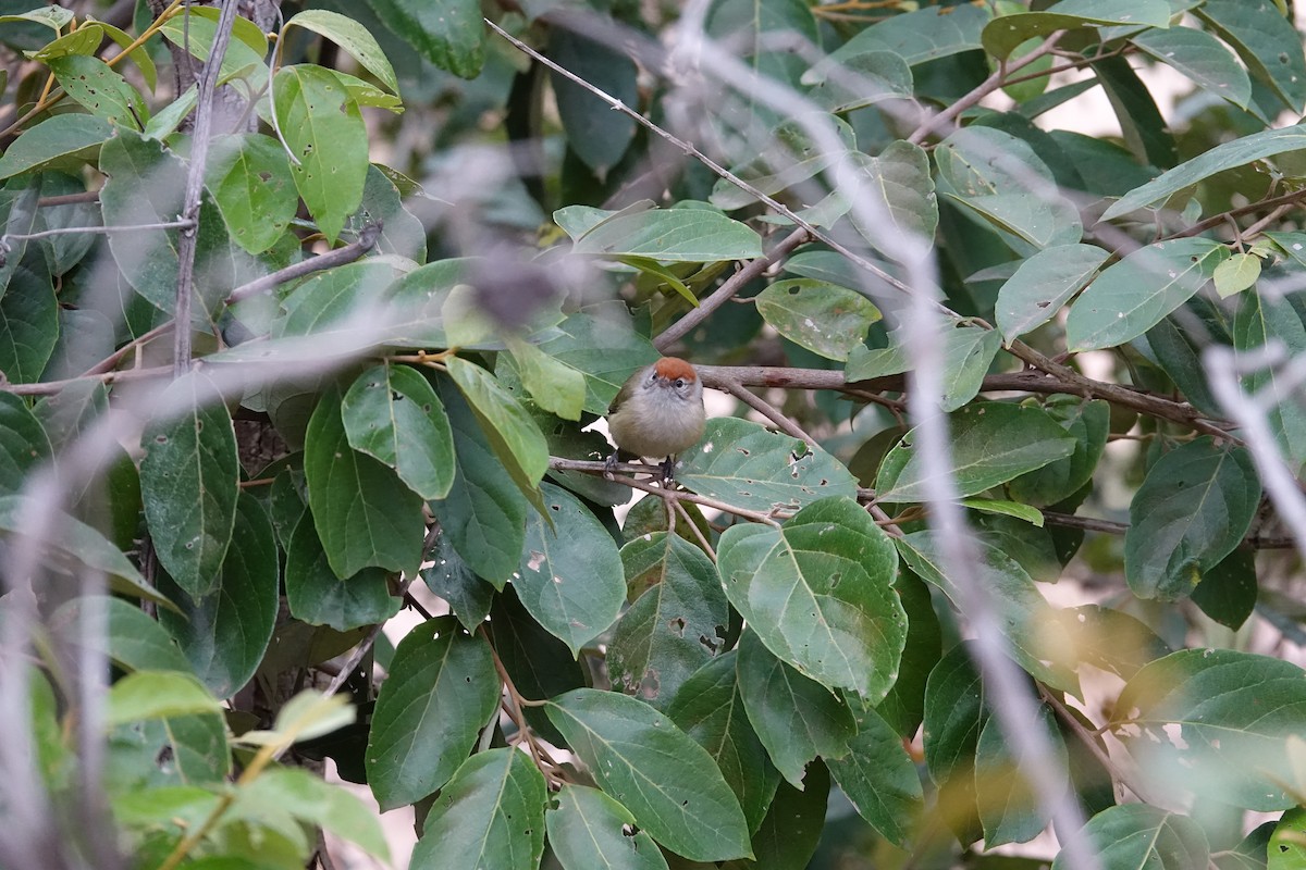 Gray-eyed Greenlet - ML645840221