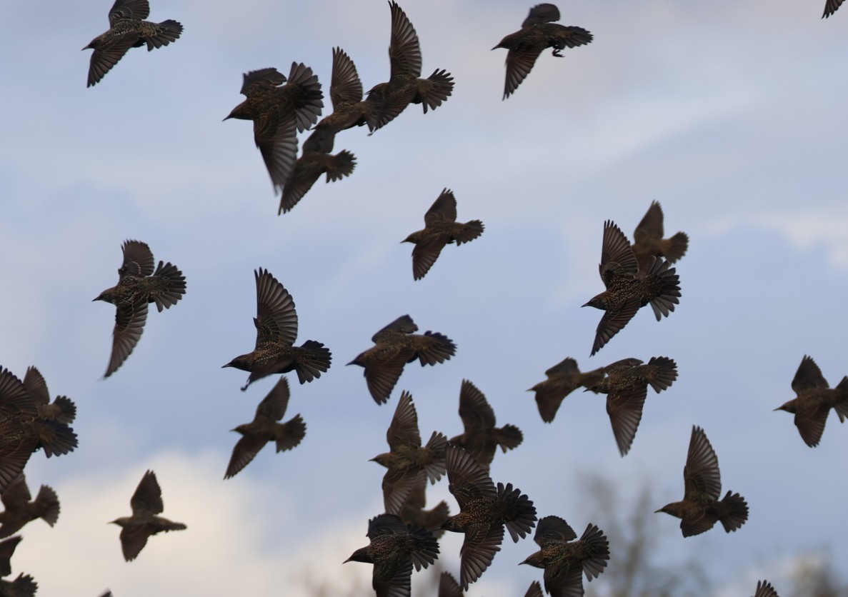 Arabazozo pikarta - ML645840222