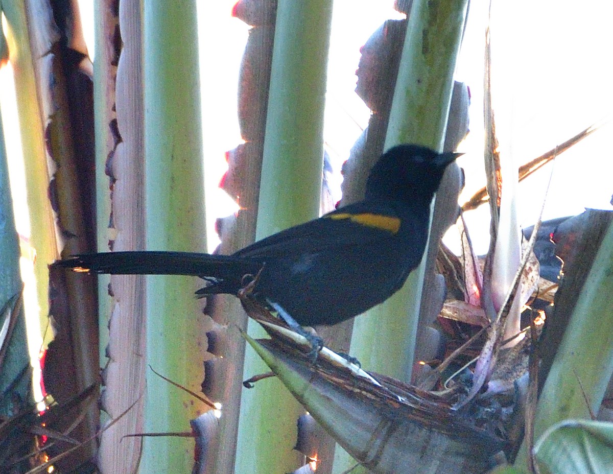 Variable Oriole - ML645840224