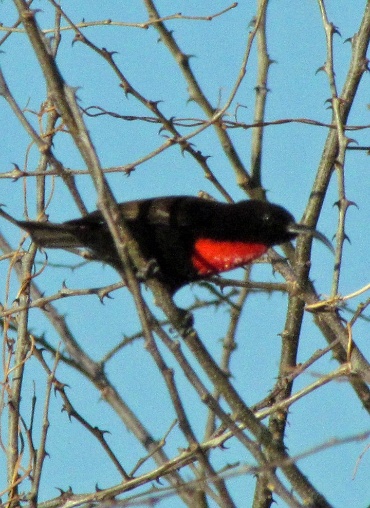 Hunter's Sunbird - ML645840225