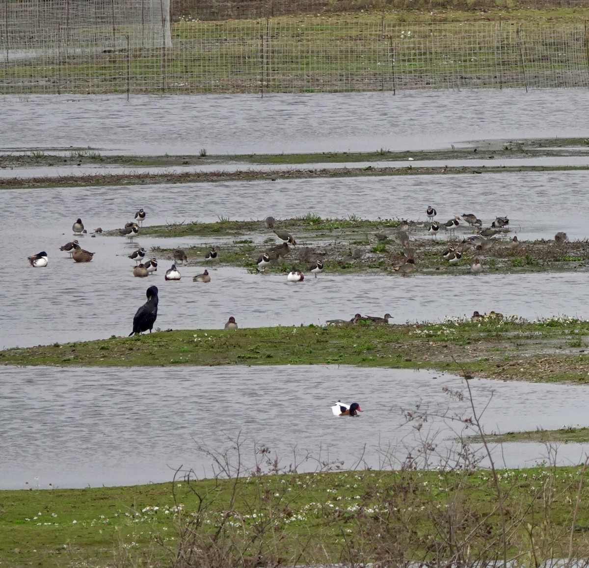 Paita arrunta - ML645840230