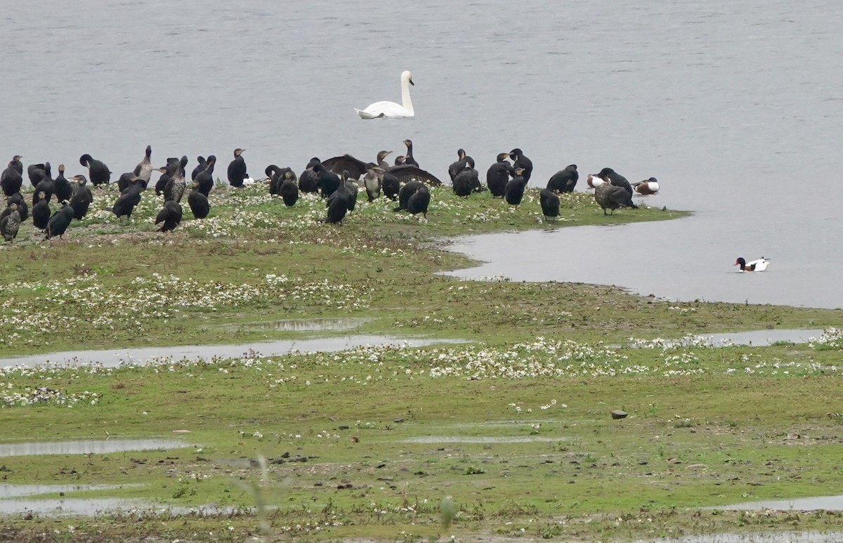 Paita arrunta - ML645840231