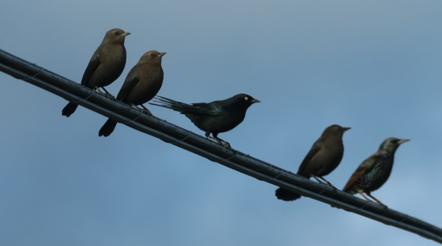 Brewer's Blackbird - ML645840232