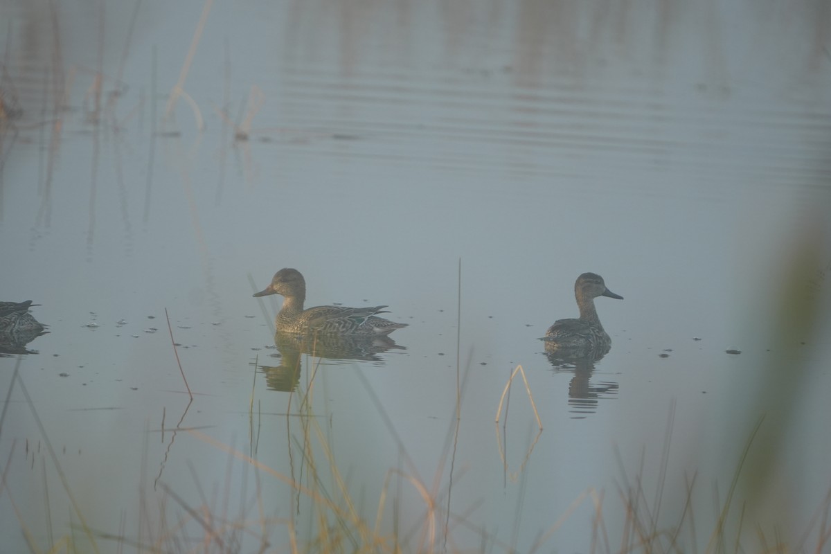 Zertzeta hegalurdina - ML645840234