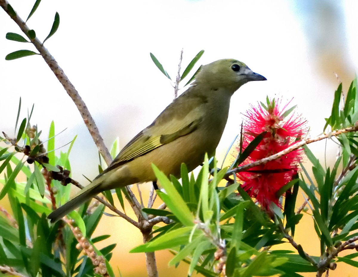 Palm Tanager - ML645840235