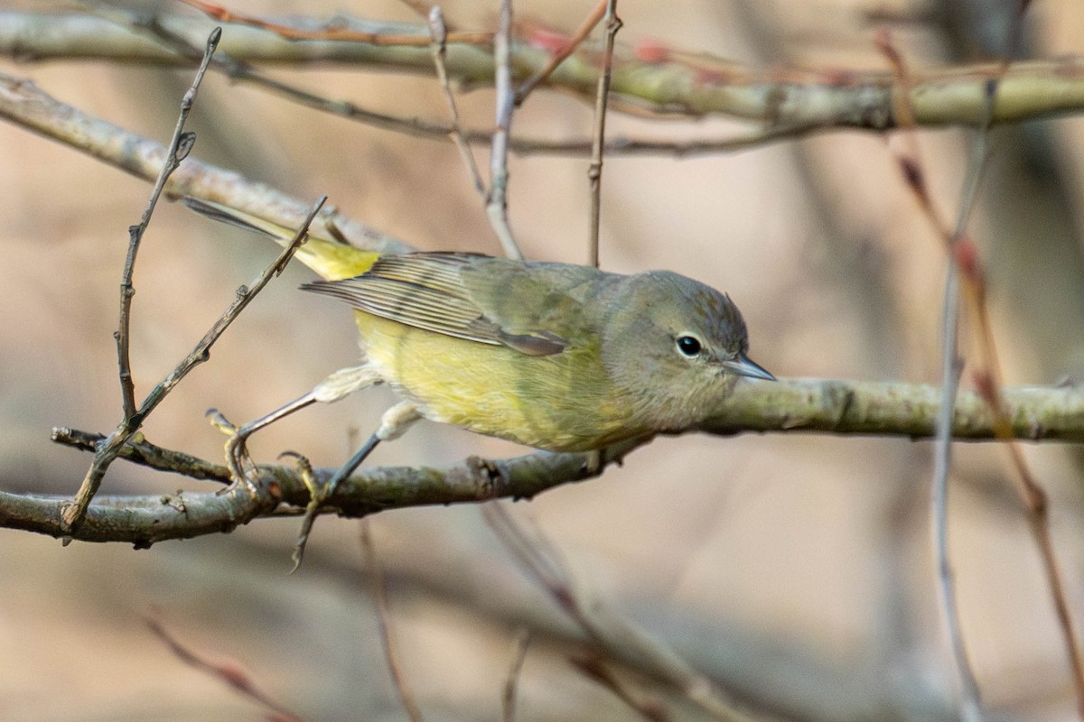 Orange-crowned Warbler (Gray-headed) - ML645840236