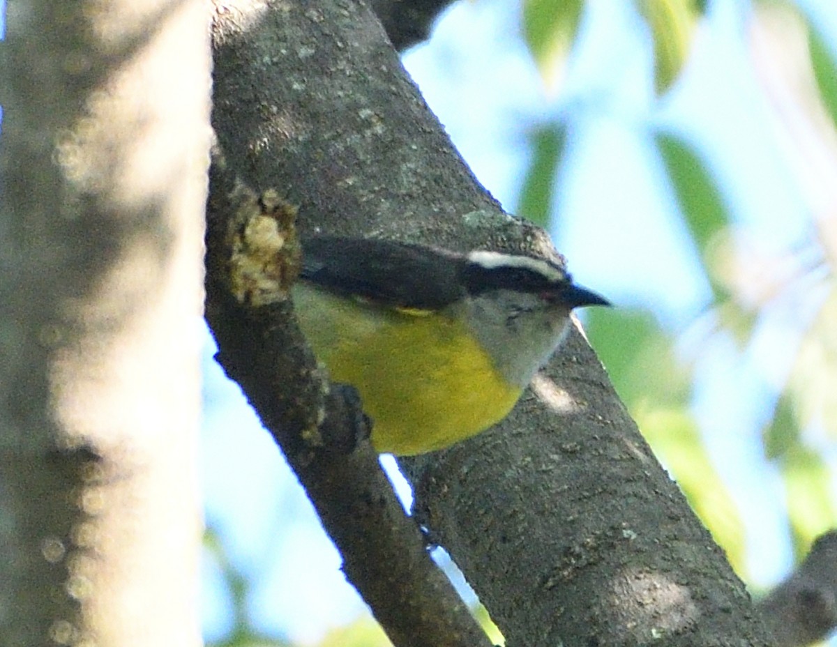 Zuckervogel - ML645840244