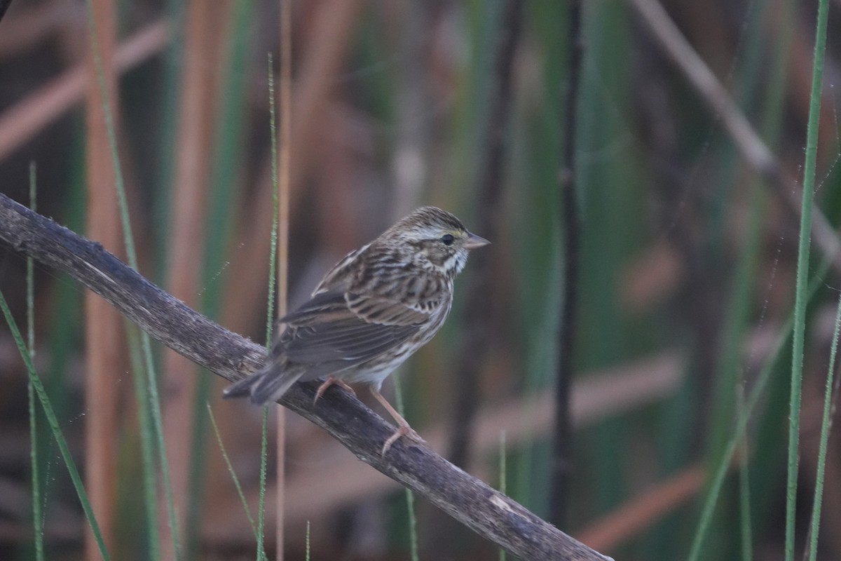 Пасовник савановий - ML645840254