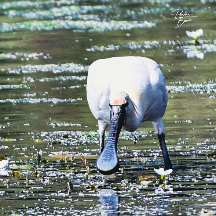 Eurasian Spoonbill - ML645840265