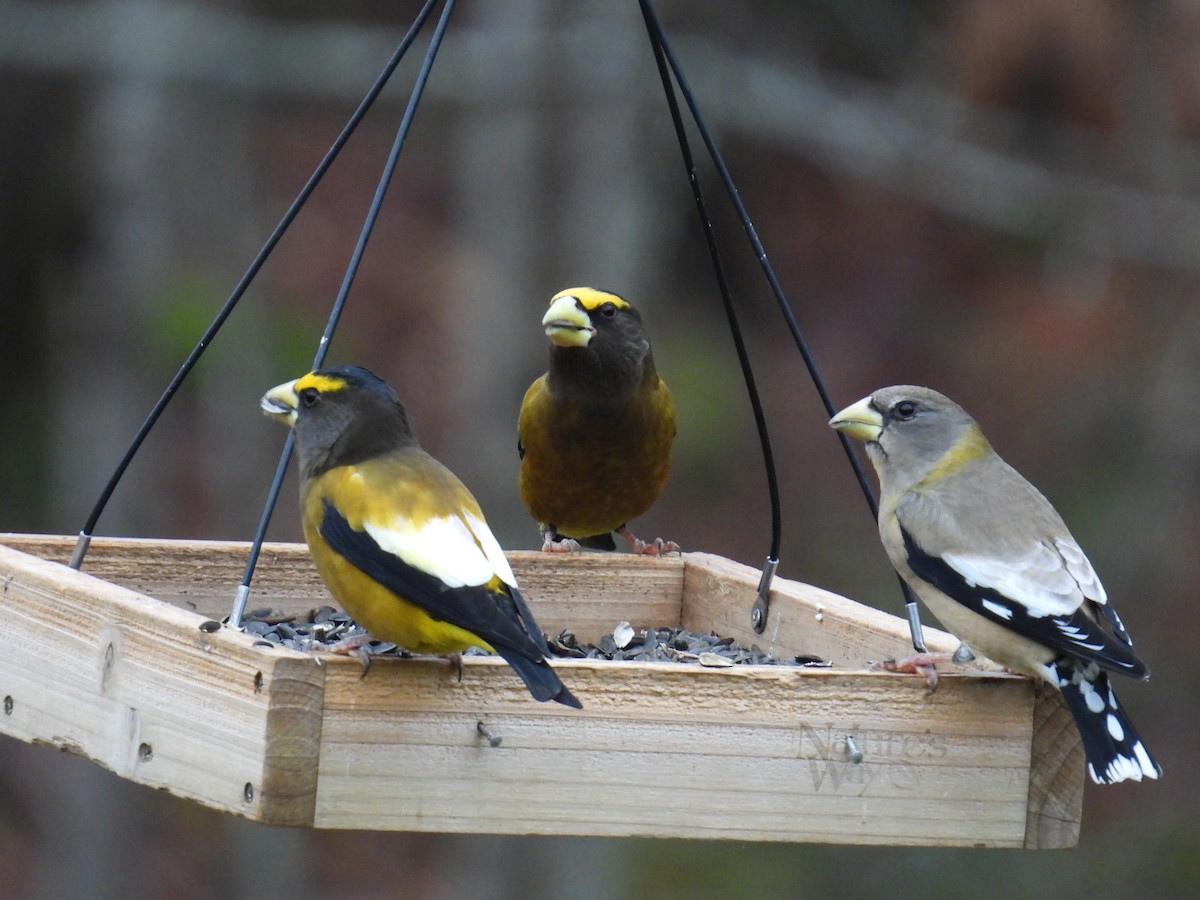 Evening Grosbeak - ML645840275