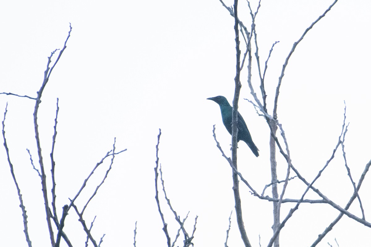 Asian Glossy Starling - ML645840276