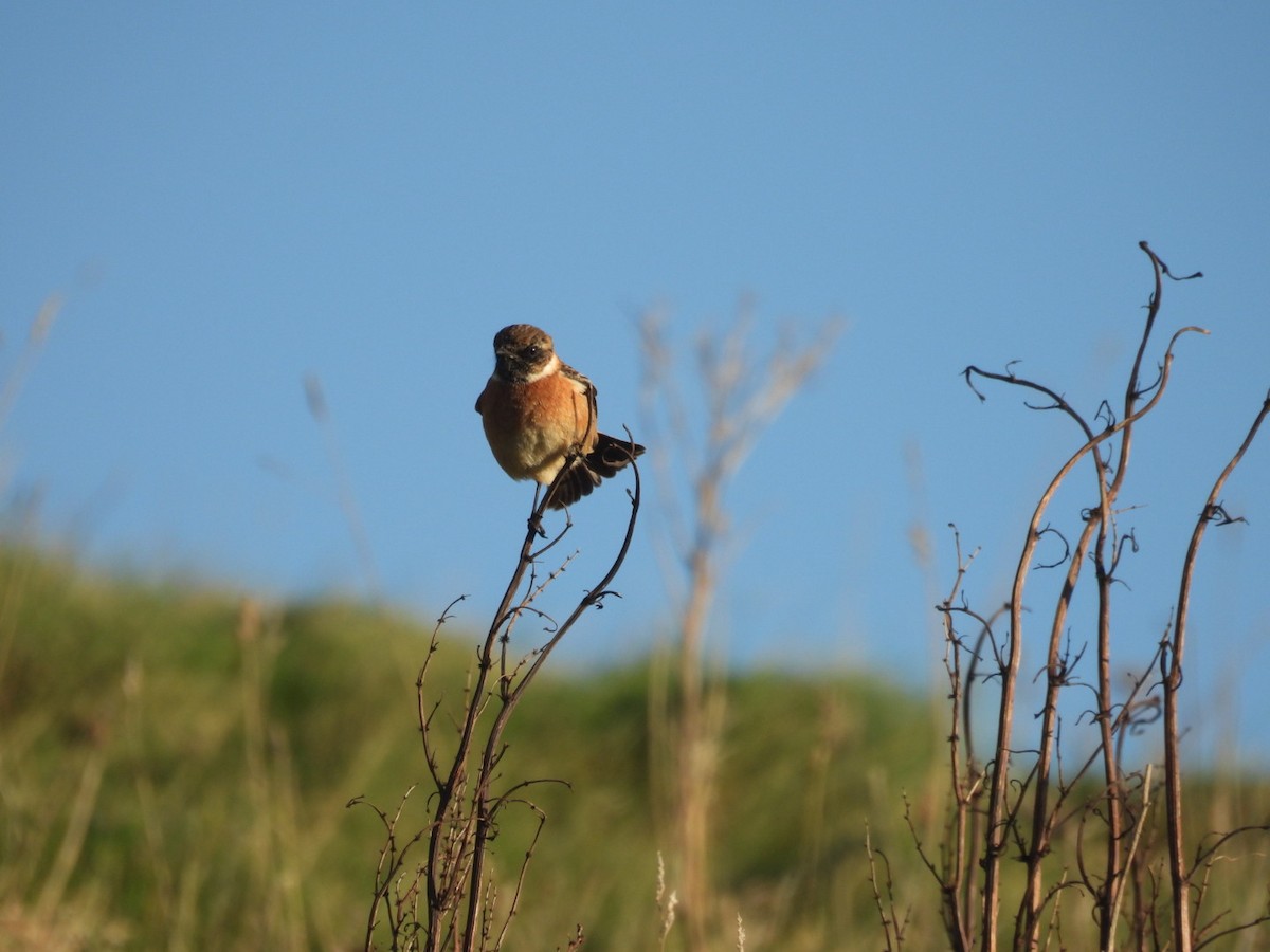 European Stonechat - ML645840290
