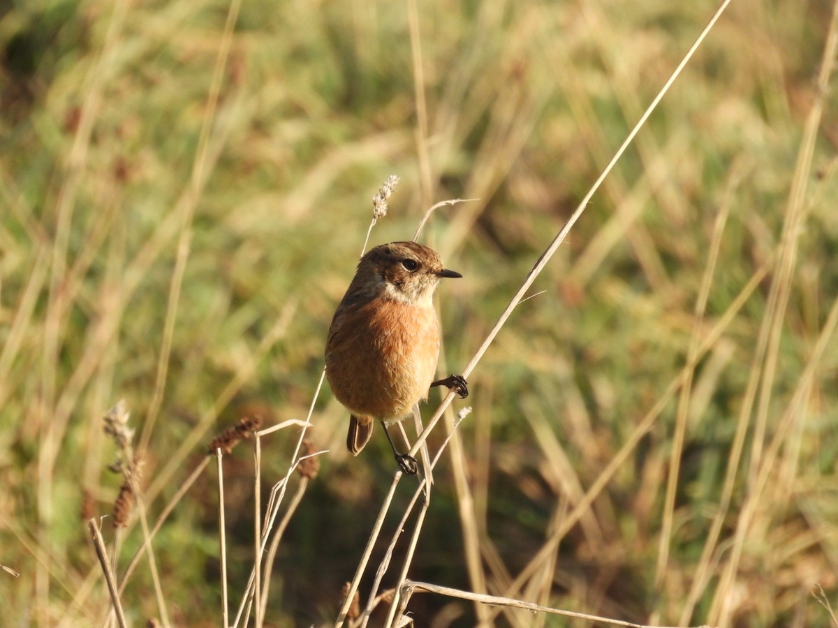 European Stonechat - ML645840291