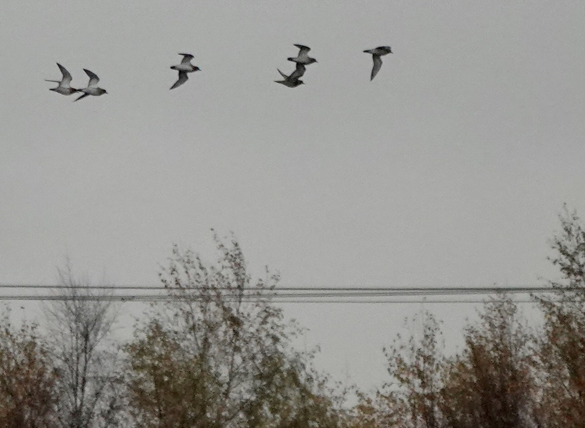 Сивка звичайна - ML645840303