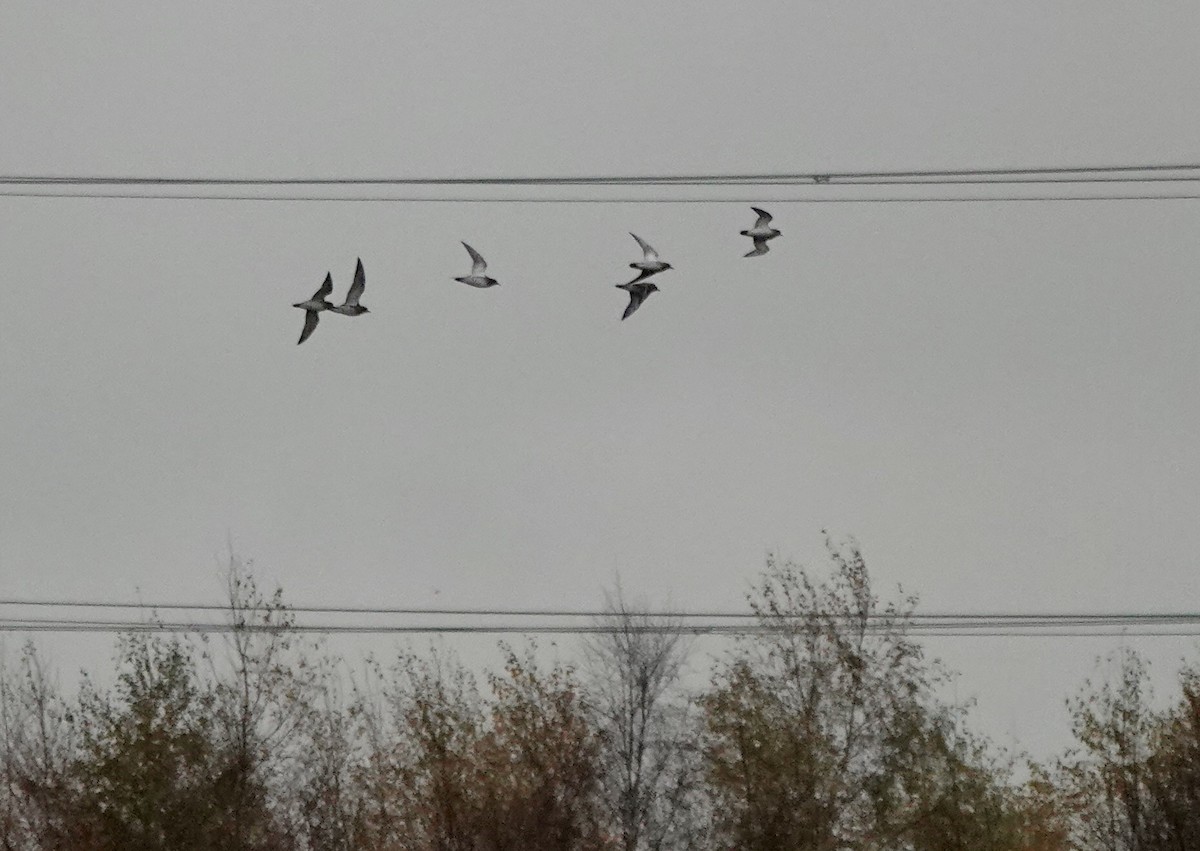 Сивка звичайна - ML645840304