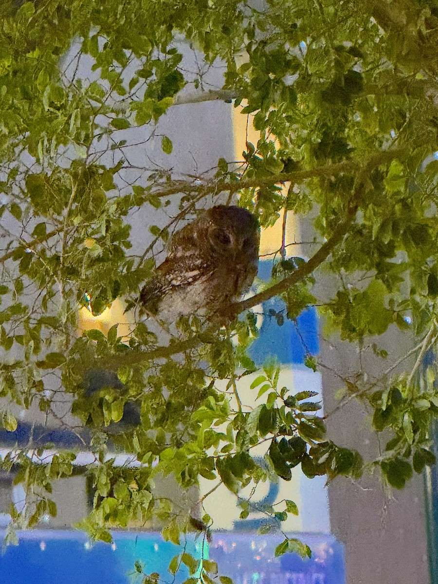 flammeugle - ML645840308