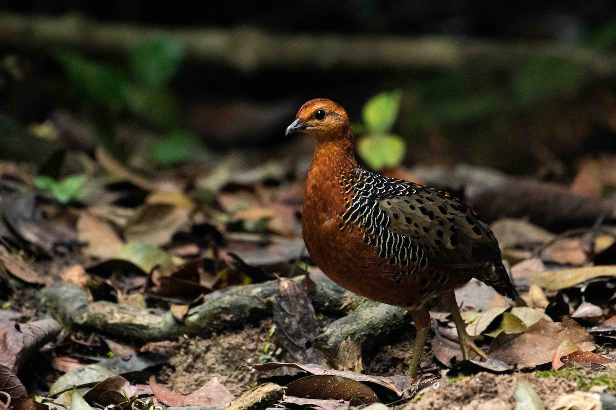 Ferruginous Partridge - ML645840319