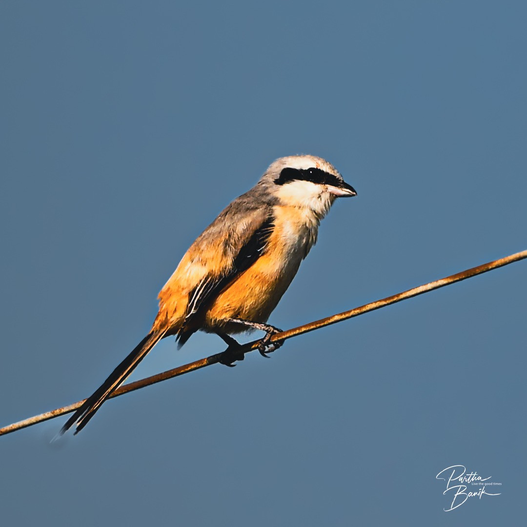 Long-tailed Shrike - ML645840323