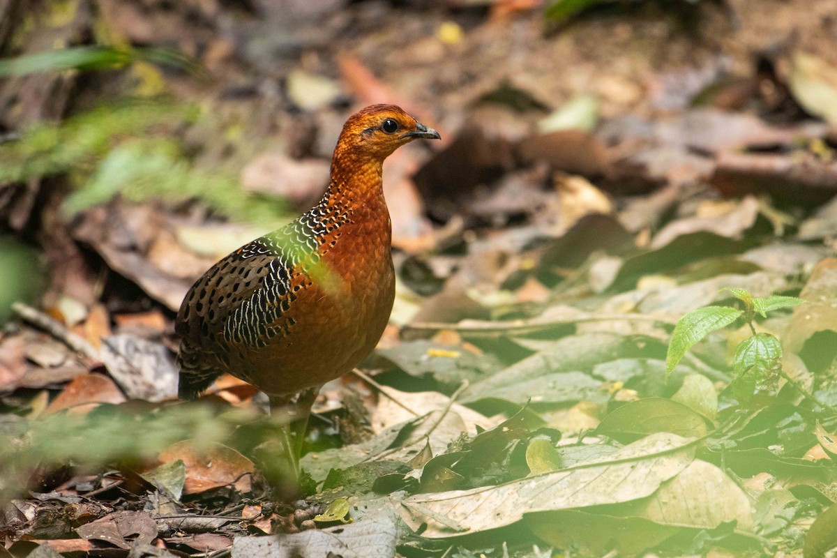 Ferruginous Partridge - ML645840324