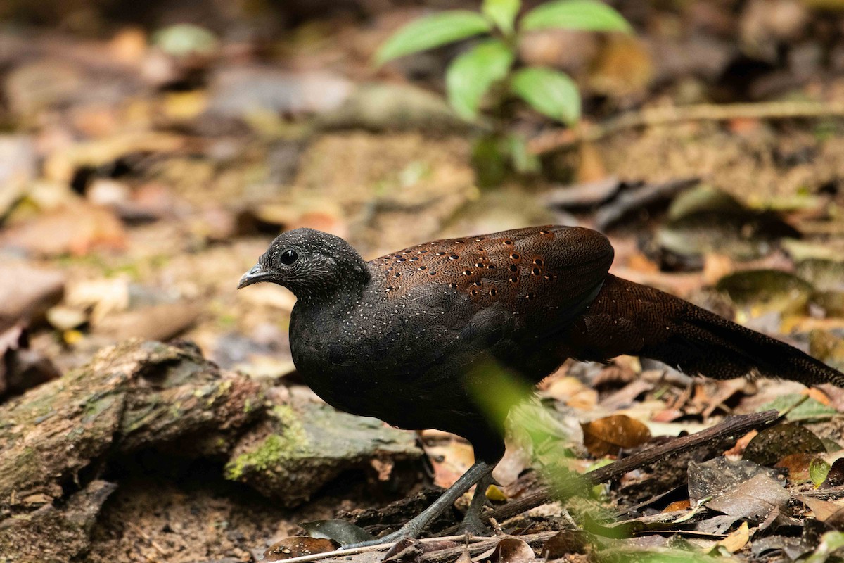 Mountain Peacock-Pheasant - ML645840329