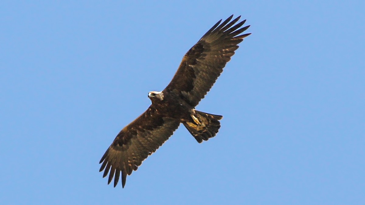 Golden Eagle - ML645840332