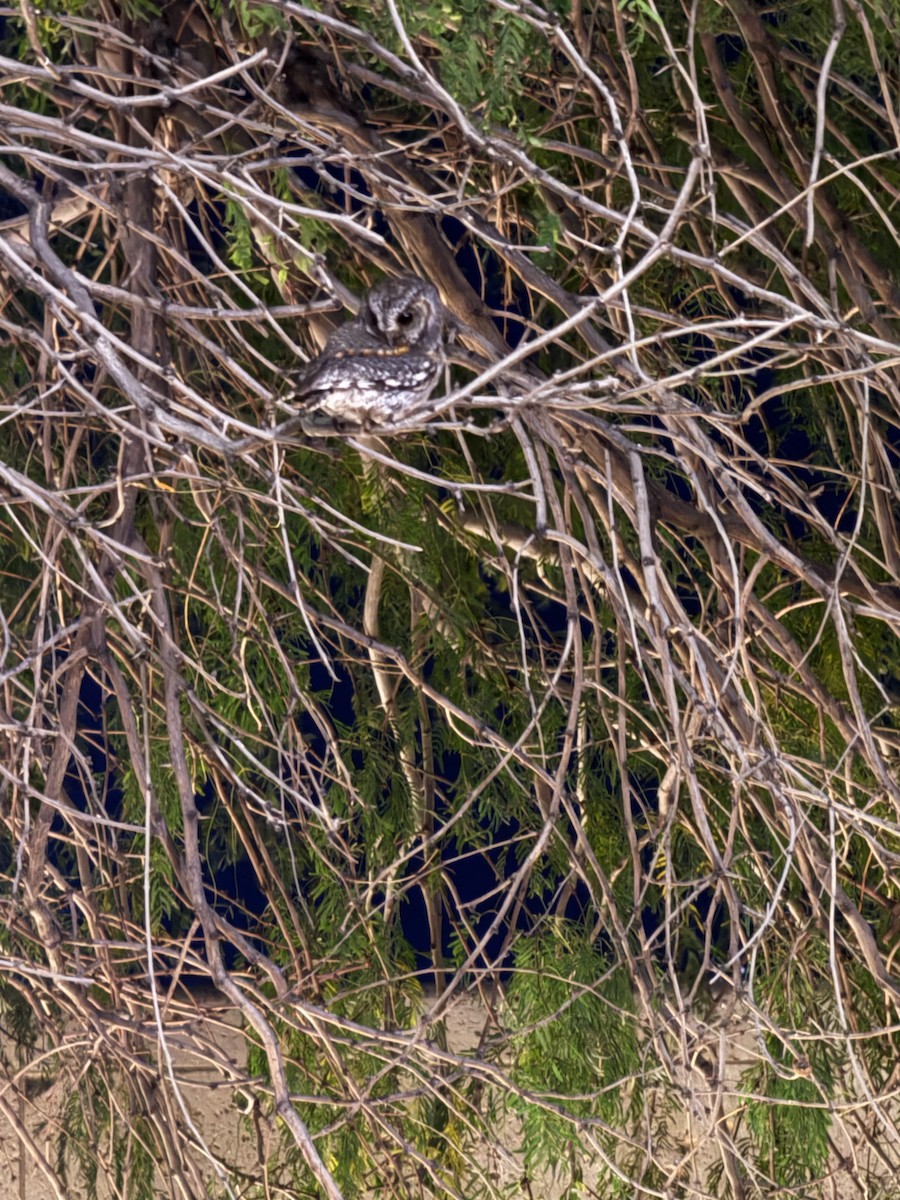 flammeugle - ML645840347