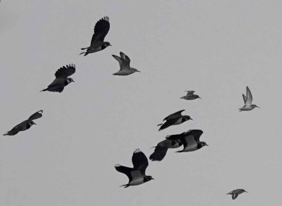 Bécasseau maubèche - ML645840349