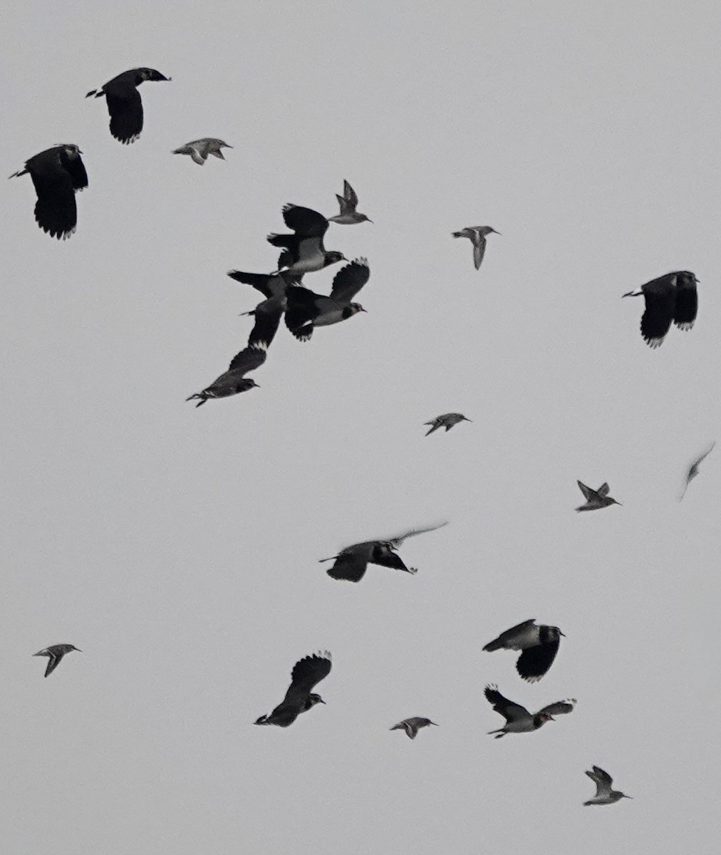 Bécasseau maubèche - ML645840350