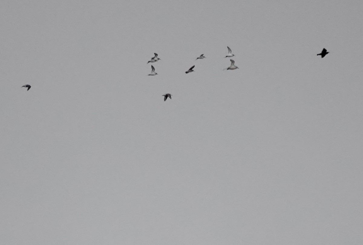 Bécasseau maubèche - ML645840351