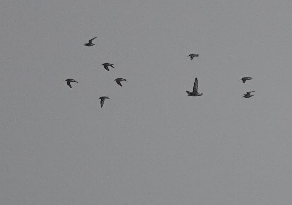 Bécasseau maubèche - ML645840352